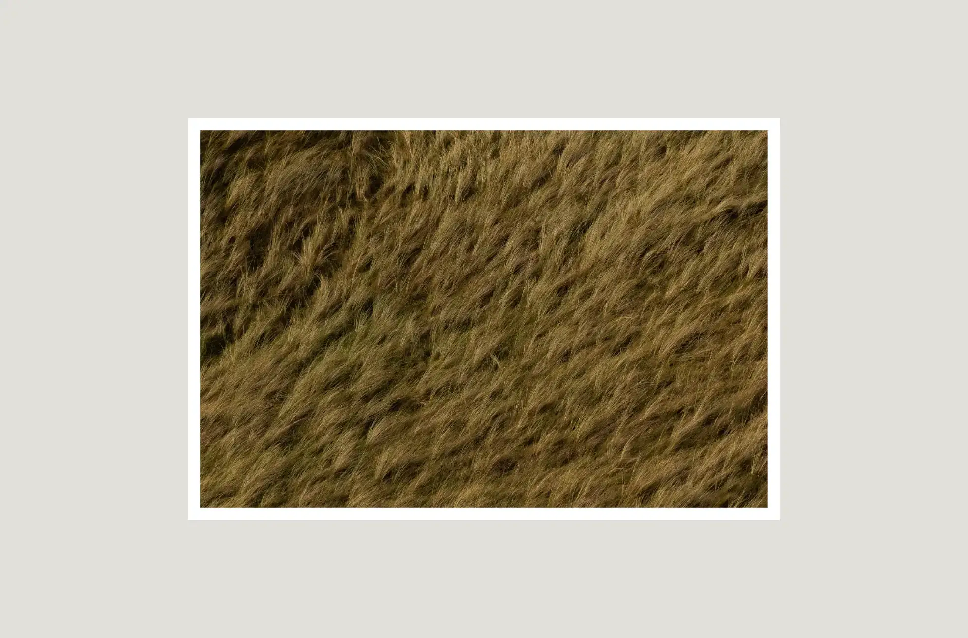 Seagull-Image-Selection-14