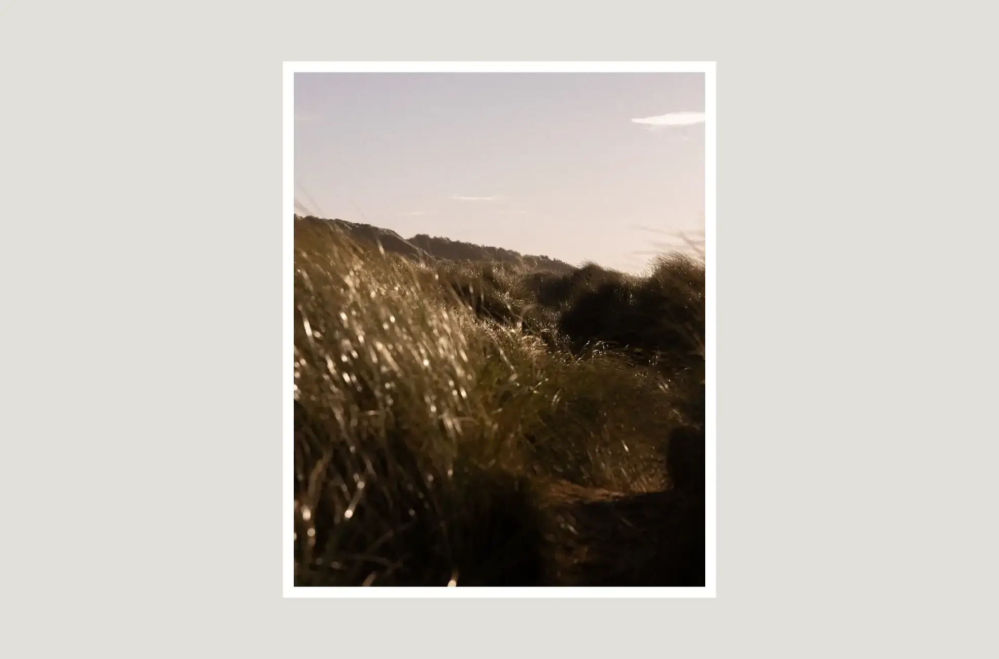 Seagull-Image-Selection-15